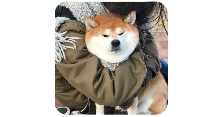 GoldenBoyRex UltraK9 Pro Review